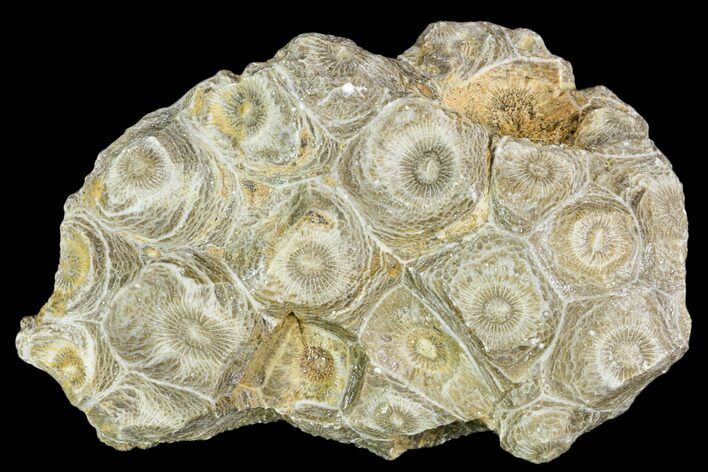 Fossil Coral (Actinocyathus) Head - Morocco #105705